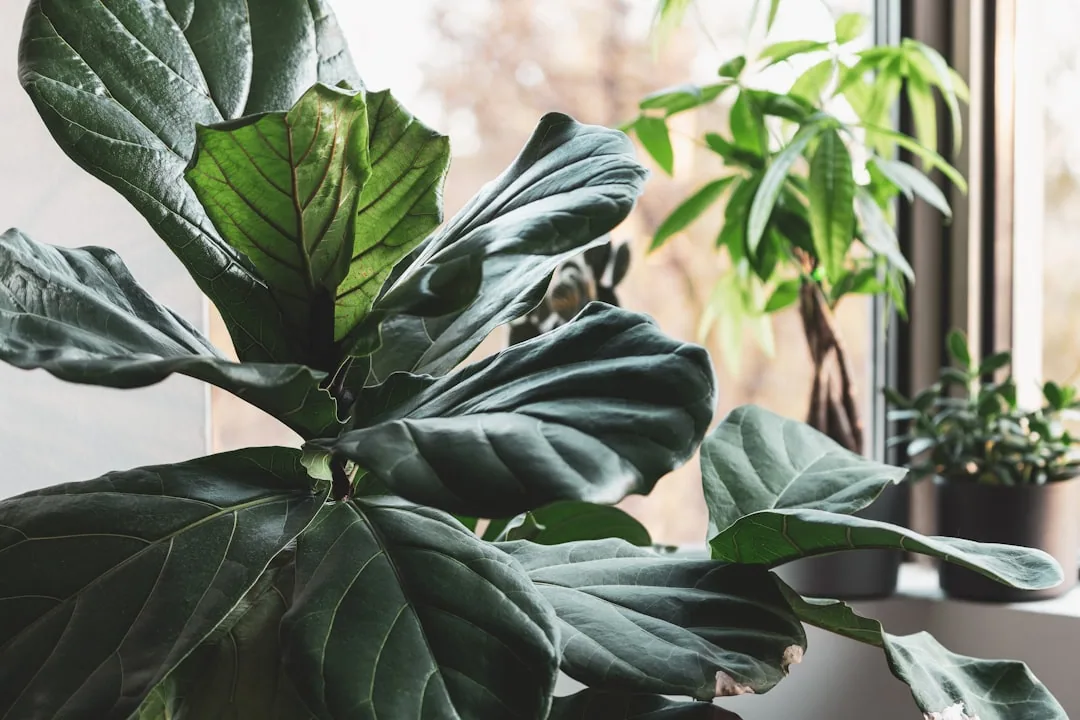 Fiddle Leaf Fig Leaves Falling Off: Why It Happens and How to Fix It Fiddle Leaf Fig Leaves Falling Off: Why It Happens and How to Fix It