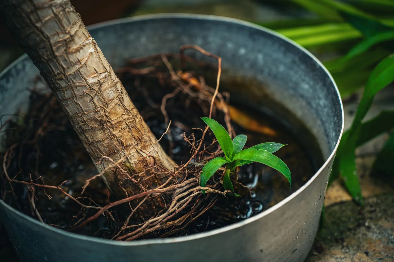 How to Identify & Fix Root Rot Step-by-Step Guide