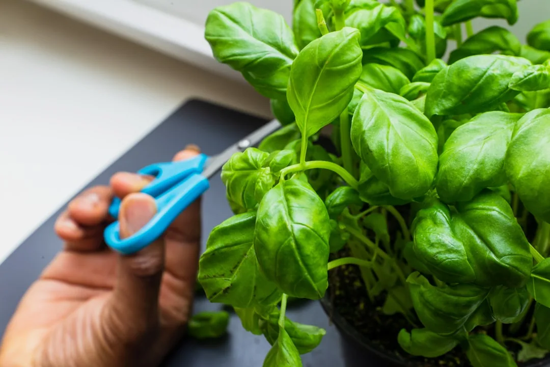 How to Pick Basil Leaves: So They Keep Growing!