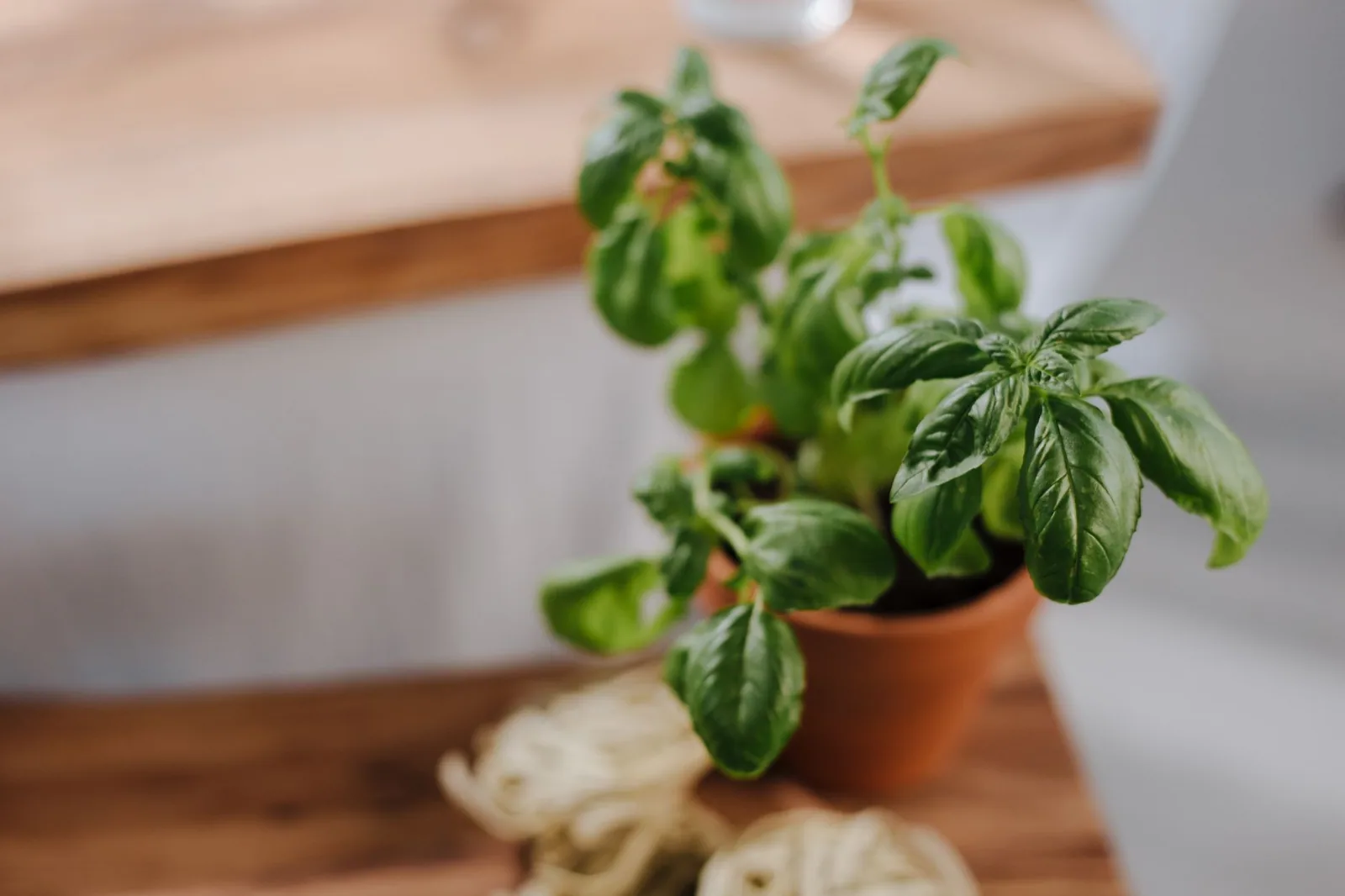 How to Pick Basil Leaves: So They Keep Growing!