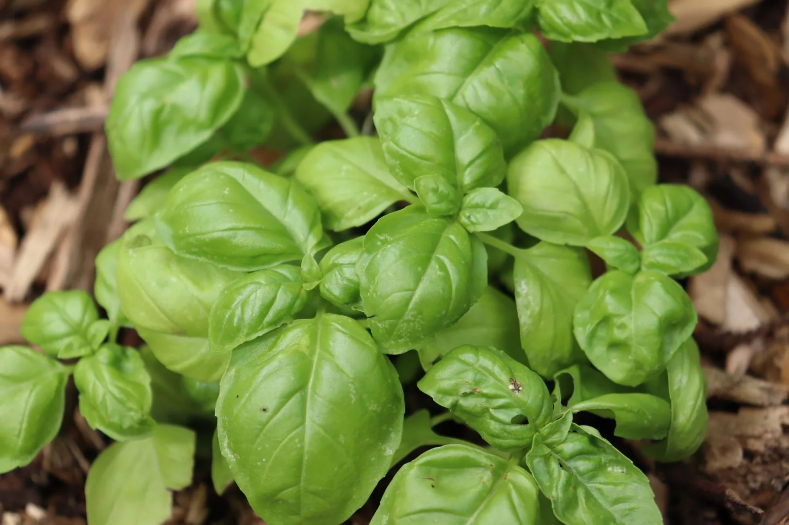 How to Pick Basil Leaves: So They Keep Growing!