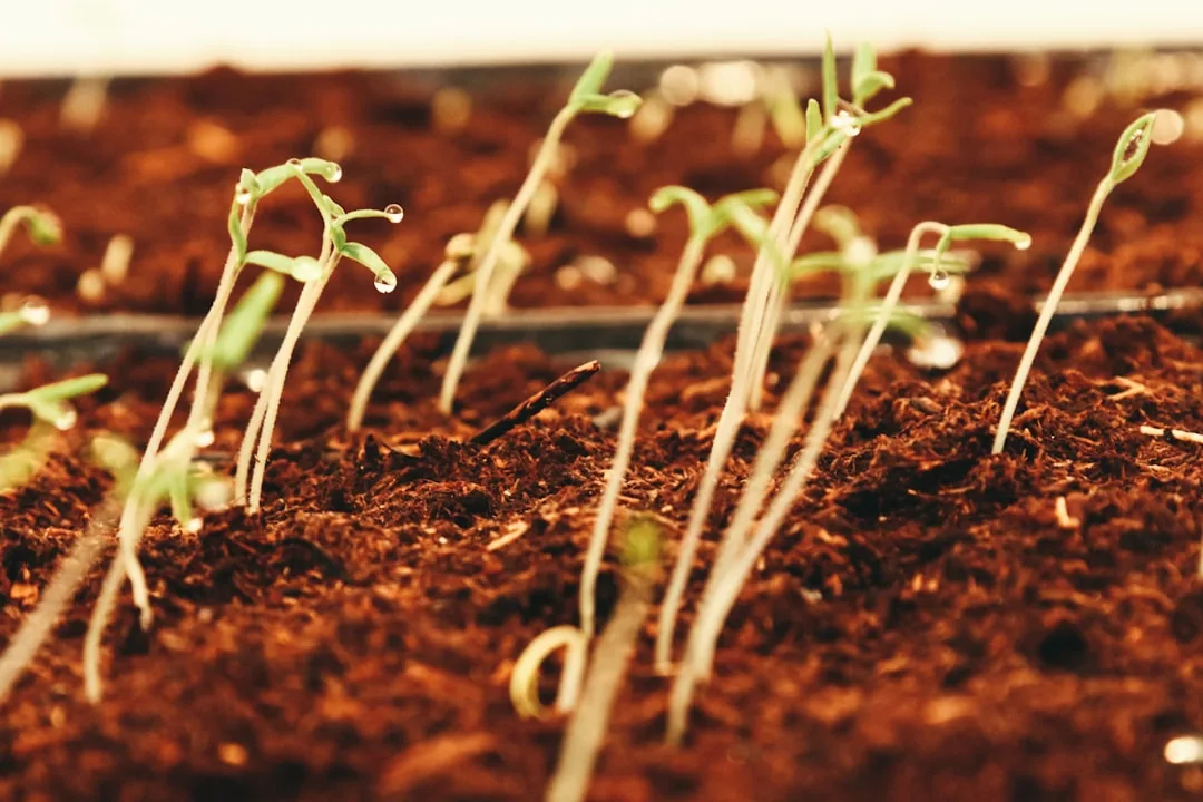 Leggy Tomato Seedlings: Why It Happens and How to Fix It Fast Leggy Tomato Seedlings: Why It Happens and How to Fix It Fast