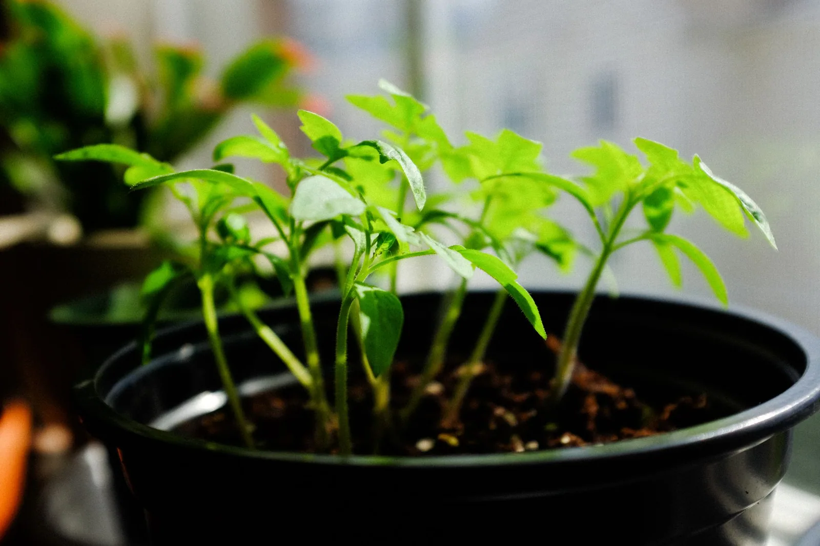 Leggy Tomato Seedlings: Why It Happens and How to Fix It Fast Leggy Tomato Seedlings: Why It Happens and How to Fix It Fast