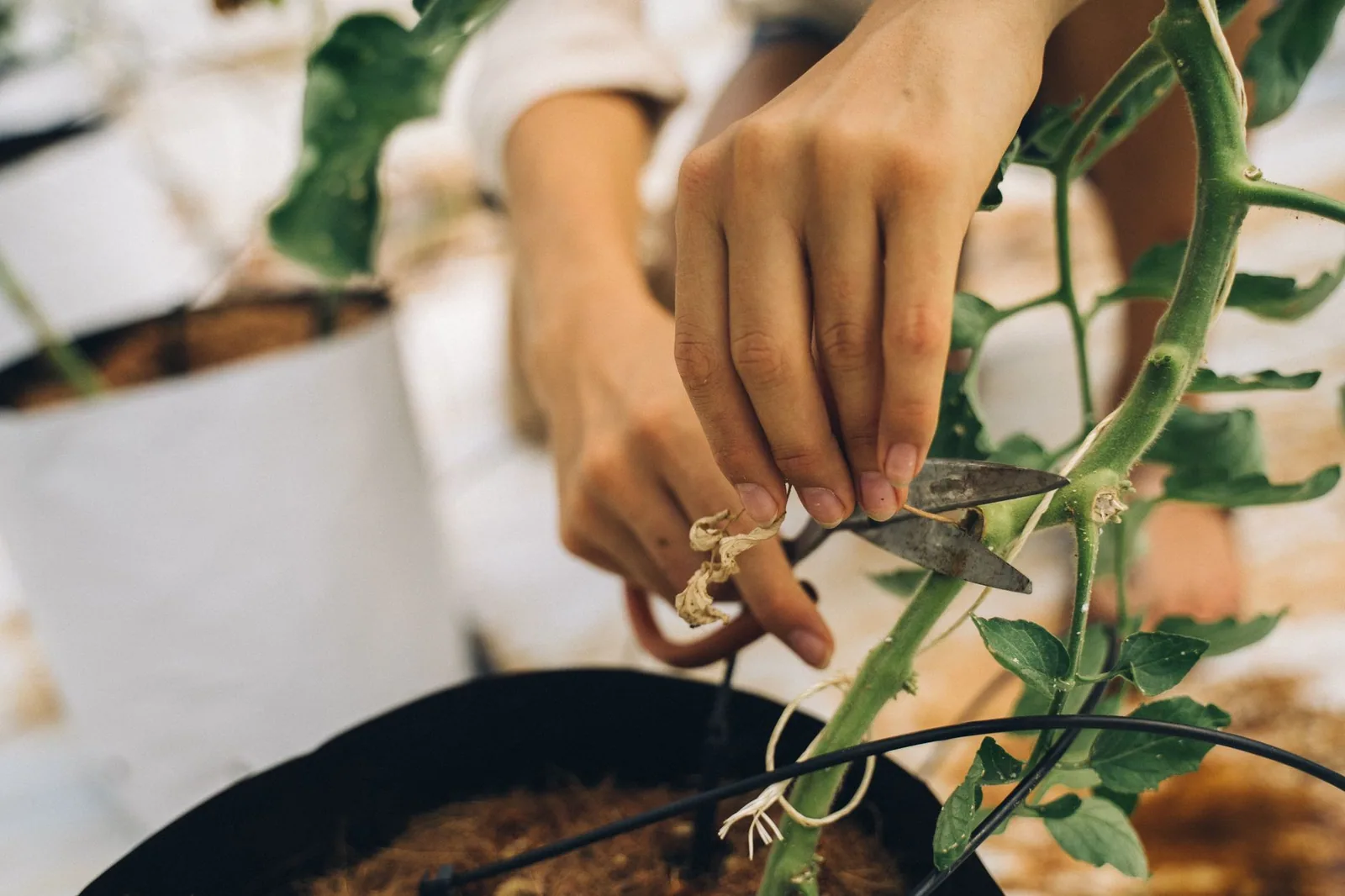 Pruning Tomatoes: How, When, and Why It Matters for a Better Harvest Pruning Tomatoes: How, When, and Why It Matters for a Better Harvest