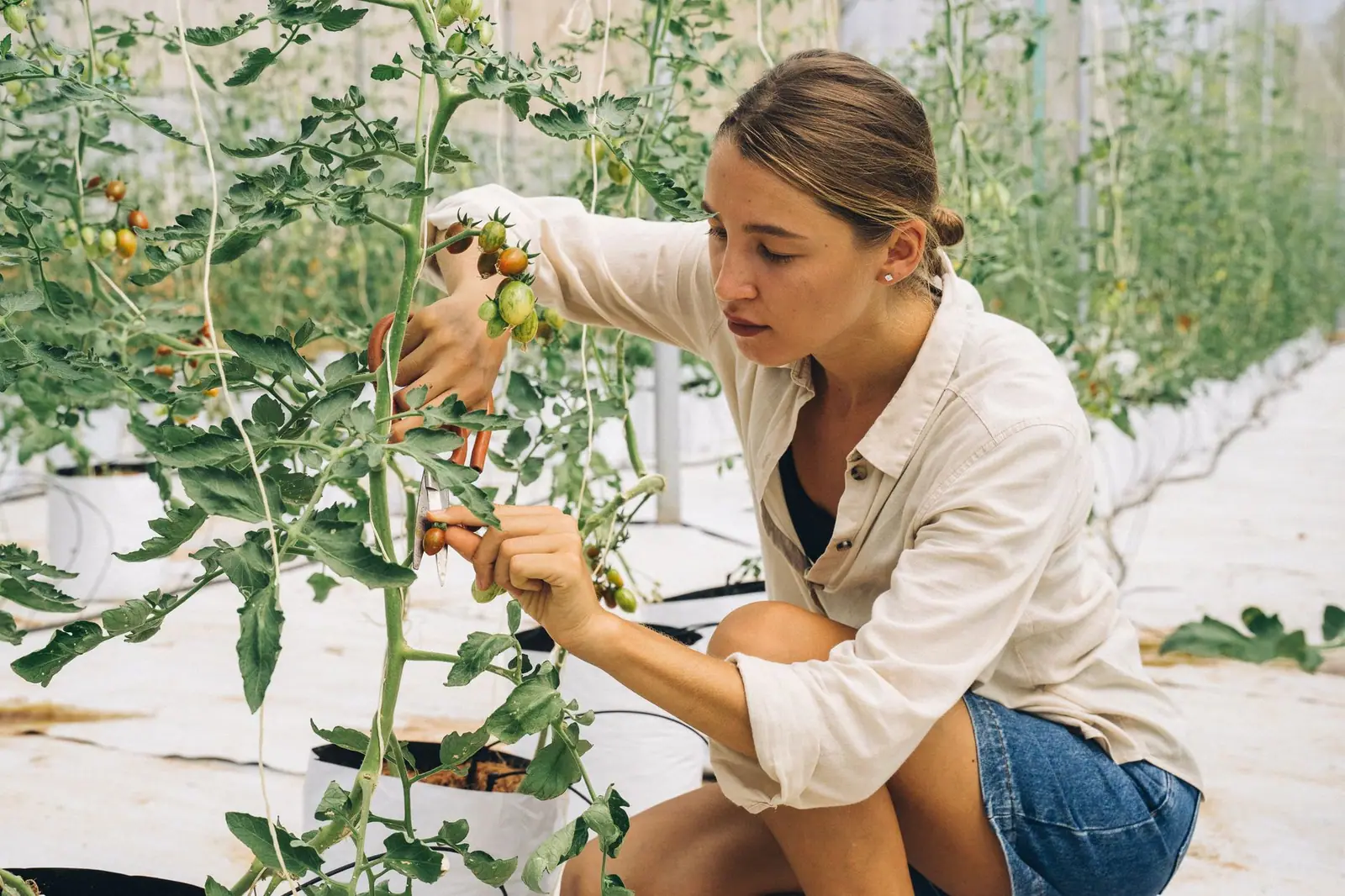 Pruning Tomatoes: How, When, and Why It Matters for a Better Harvest Pruning Tomatoes: How, When, and Why It Matters for a Better Harvest