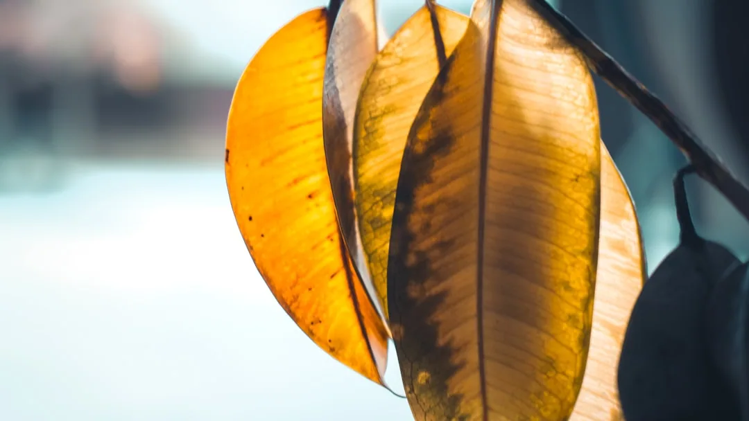 Rubber Plant Leaves Yellowing: Why It Happens and How to Fix It Rubber Plant Leaves Yellowing: Why It Happens and How to Fix It