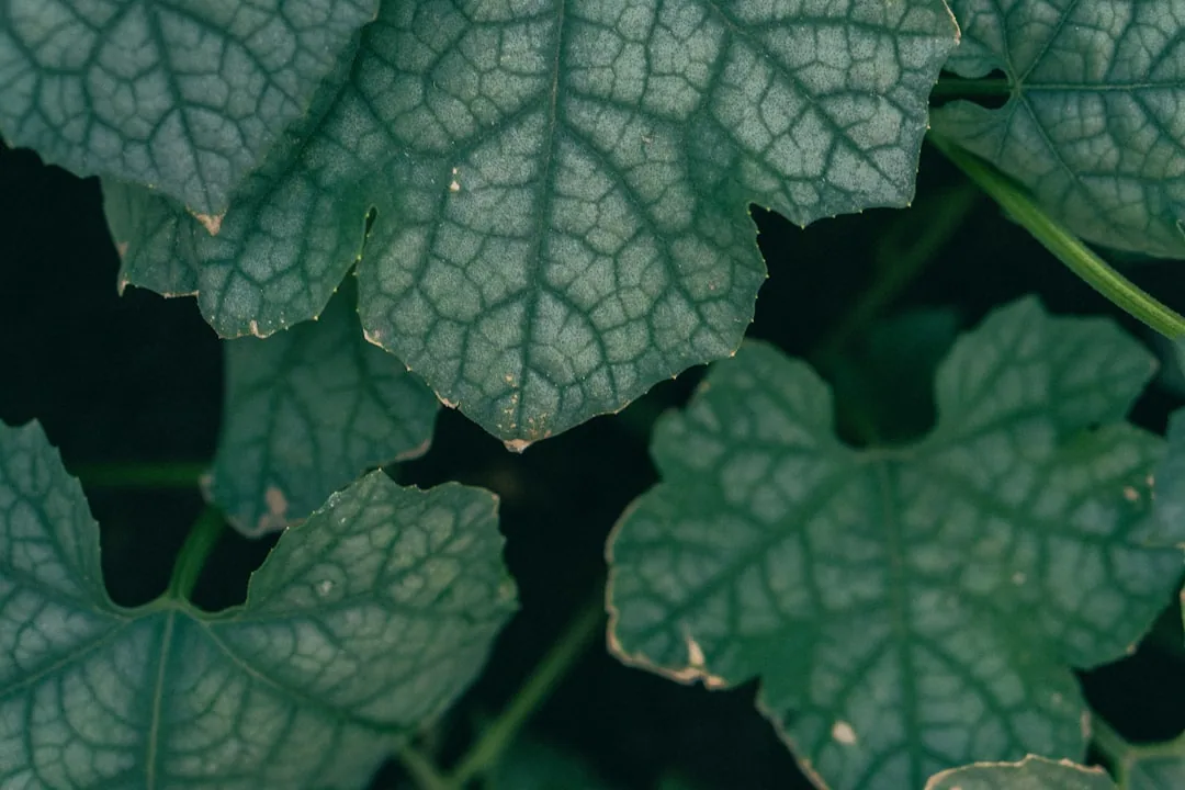 White Powder On Squash Leaves: What It Is and How to Fix It Solved