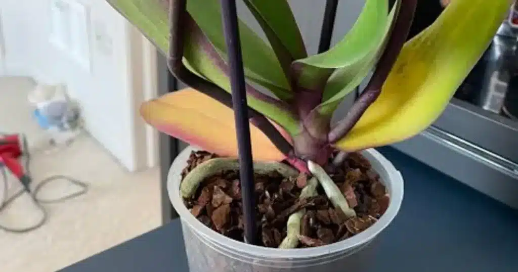 orchid leaves turning yellow