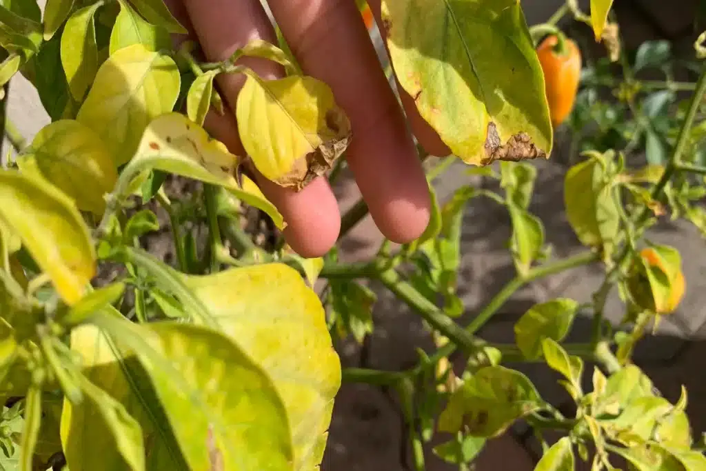 pepper leaves turning yellow