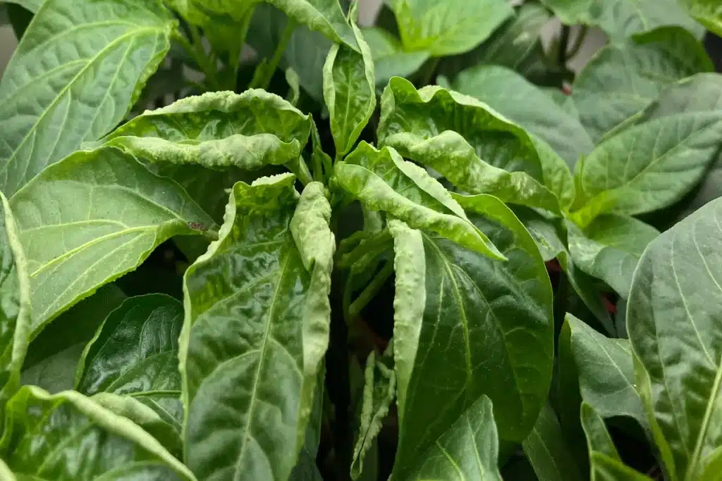 Pepper leaves curling