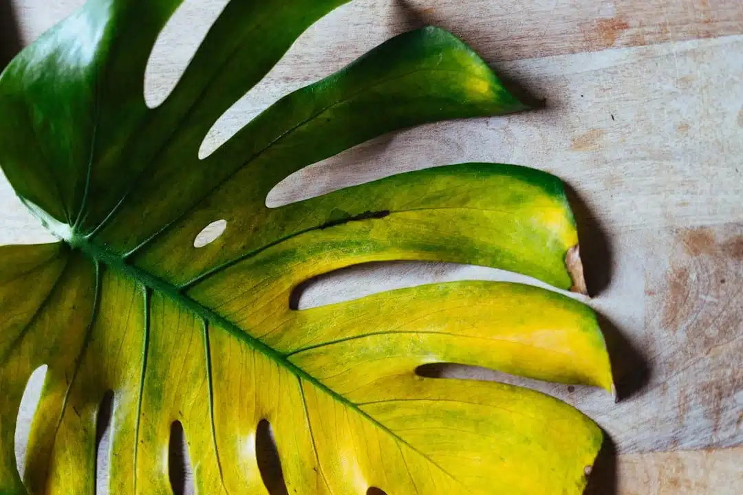 Monstera Leaves Turning Yellow: Causes & How to Fix Them